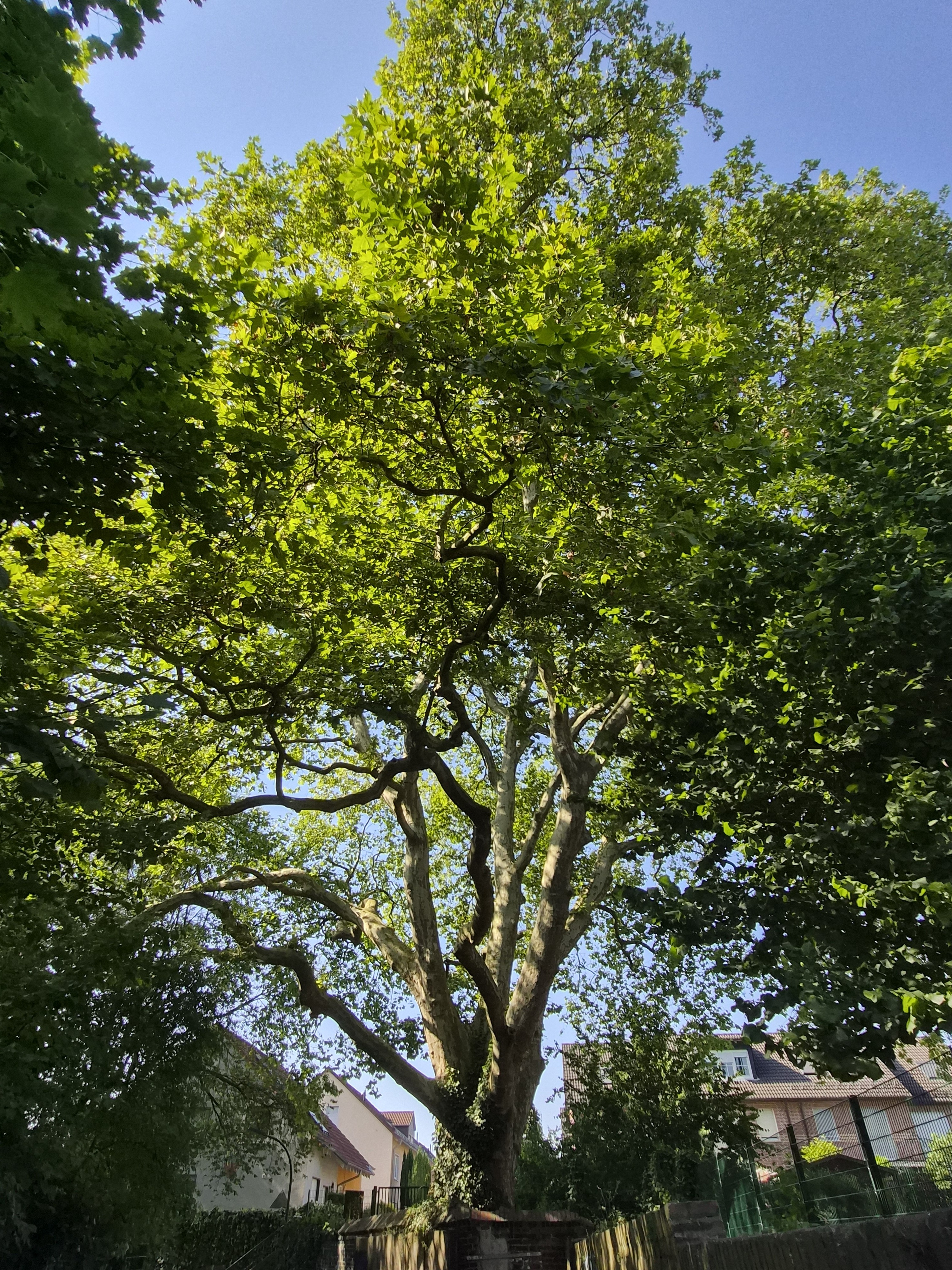 Ostseite der Platane