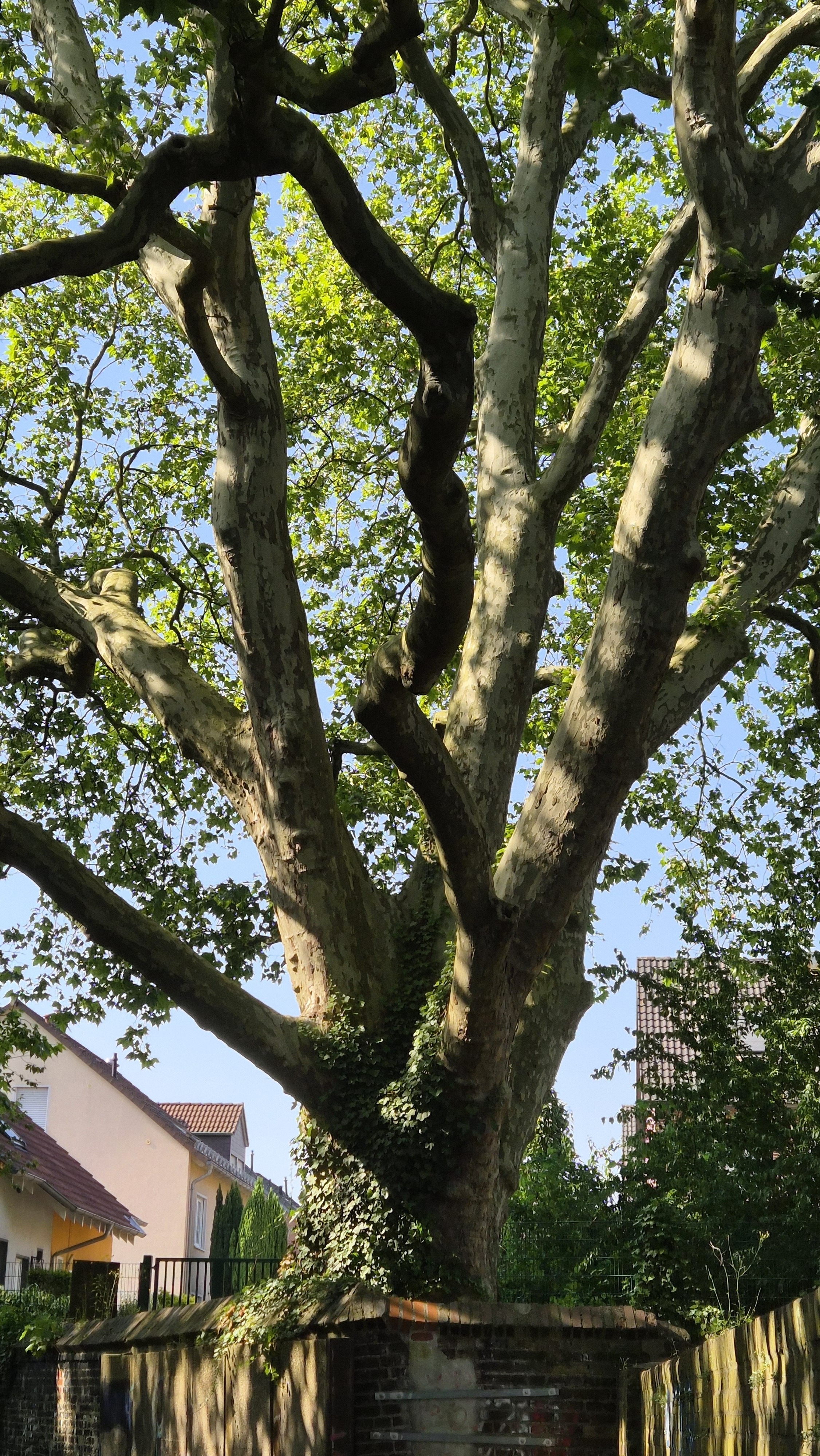 Nahaufnahme Ostseite der Platane