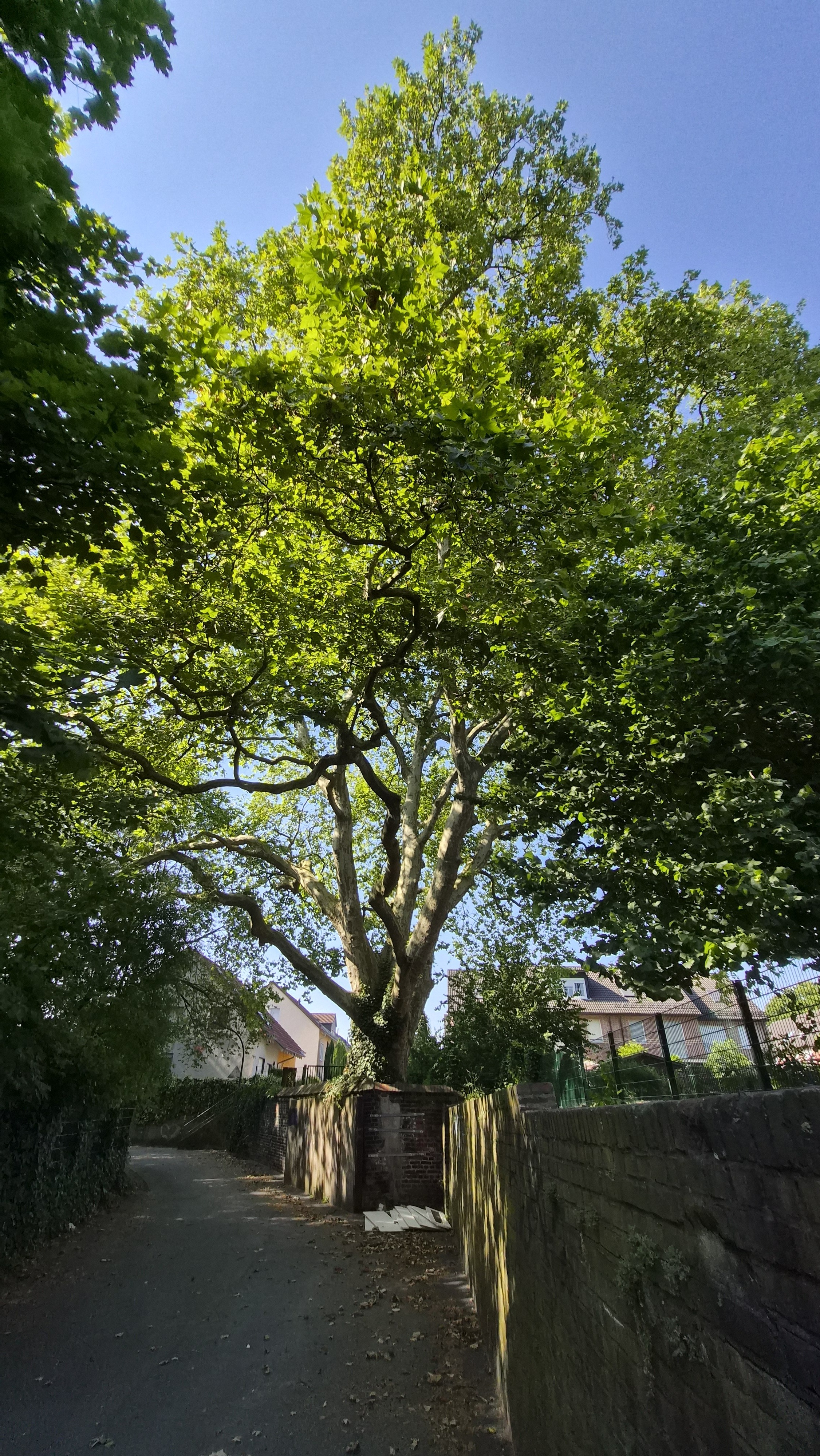 Weitaufnahme Ostseite der Platane